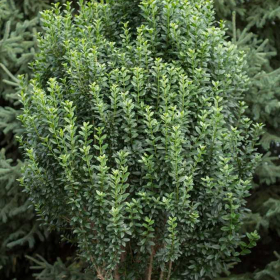 Privet/ Straight Talk