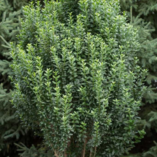 Privet_Straight-Talk.jpg