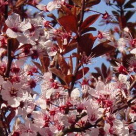 Sand Cherry/ Purple Leaf