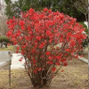 Quince-Texas-Scarlet-2.jpg
