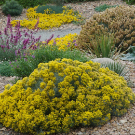 Rabbitbrush/ Dwarf