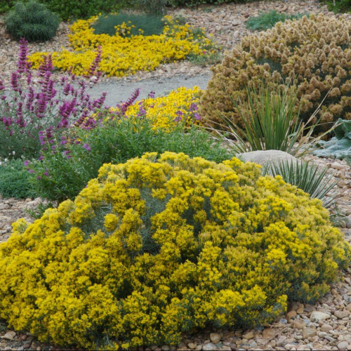 Rabbitbrush-Dwarf.jpg