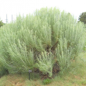 Rabbitbrush/ Tall blue