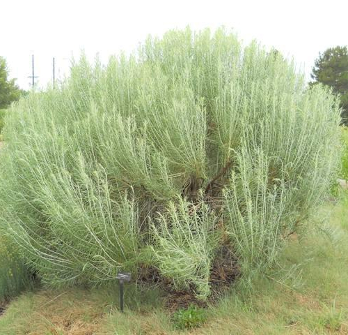 Rabbitbrush-Tall-Blue.jpg