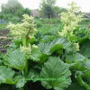 Rhubarb-Victoria-2.jpg