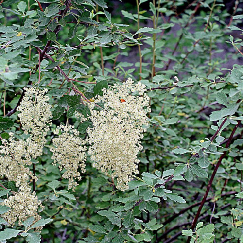 Rock-Spirea.jpg