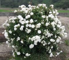 Shrub Rose/ Iceberg