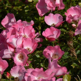 Shrub Rose/ Carefree Delight