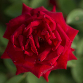 Shrub Rose/ Kashmir