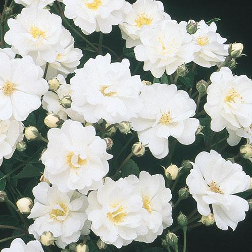 Rose_Gourmet-Popcorn.jpg