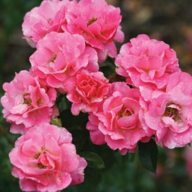 Shrub Rose/ Livin’ La Vida