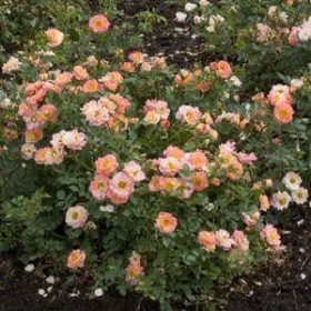 Shrub Rose/ Oso Easy Italian Ice