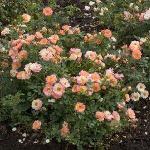 Rose_Oso-Easy-1.jpg