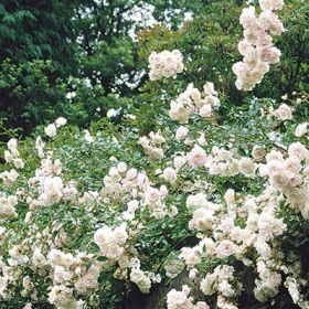 Shrub Rose/ Sea Foam