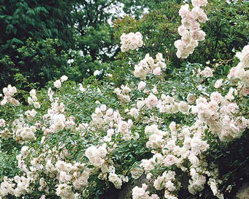 Rose_Sea-Foam.jpg