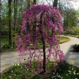 Redbud/ Ruby Falls