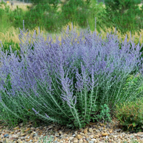 Sage/ Russian