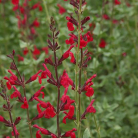 Salvia/ Wind Walker