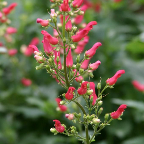 Scrophularia-macrantha-3-680x1024-1.jpg