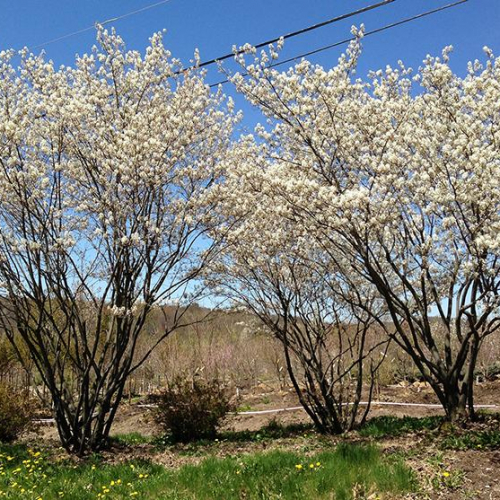 Serviceberry-Autumn-Brilliance.jpg