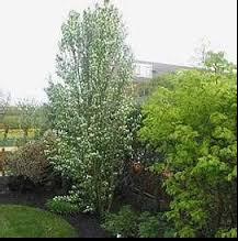 Serviceberry-Standing-Ovation-1.jpg