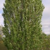 Serviceberry-Standing-Ovation-2.jpg