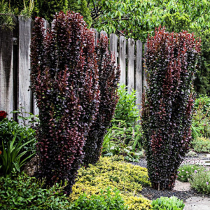 Shrubs-deciduous-barberry-helmondpillar-c-680x680