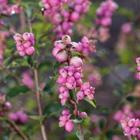 Snowberry/ Candy Coralberry