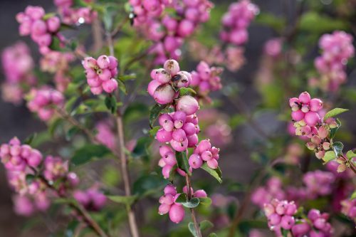 Shrubs-deciduous-coralberry-candy-nc-500x333