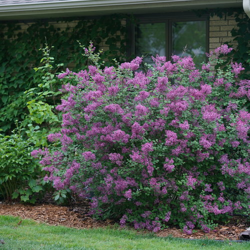 Shrubs-deciduous-lilac-bloomerang-nc-500x500