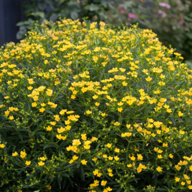 St. John’s Wort/ Sunny Boulevard
