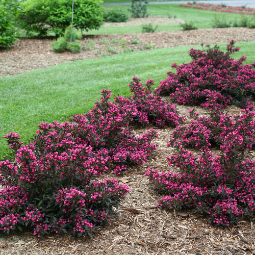 Shrubs-deciduous-weigela-spilledwine-nc-500x500