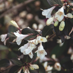 Weigela/ Tuxedo