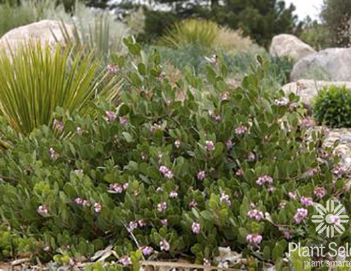 Shrubs-evergreen-manzanita-panchito-nc-580x386