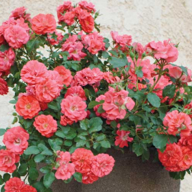 Groundcover Rose/ Coral Drift