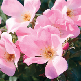 Shrub Rose/ Blushing Knock Out