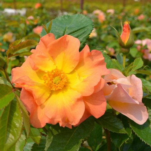 Shrubs-roses-morden-sunrise-nc-600x600