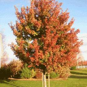 Maple/ Sienna Glen