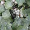 Silverberry-2.jpg