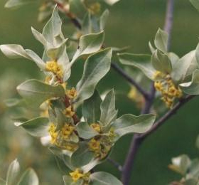 Silverberry/ Wolf Willow