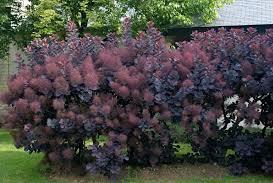 Smoke-Bush-Royal-Purple-1.jpg