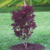 Smoke-Bush-Royal-Purple-2.jpg