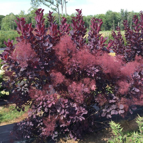 Smoke-Bush_Winecraft-Black.jpg