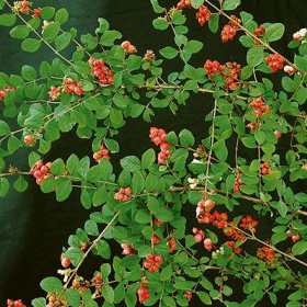 Snowberry/ Red