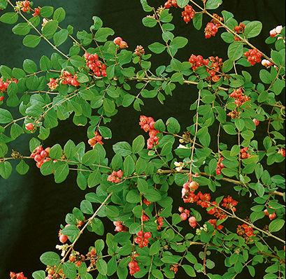 Snowberry-Red.jpg
