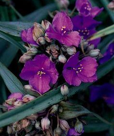 Spiderwort