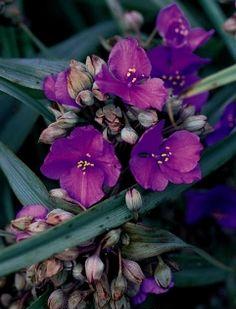 Spiderwort_Concord-Grape.jpg