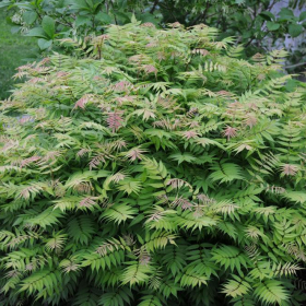 Ash Leaf False Spirea