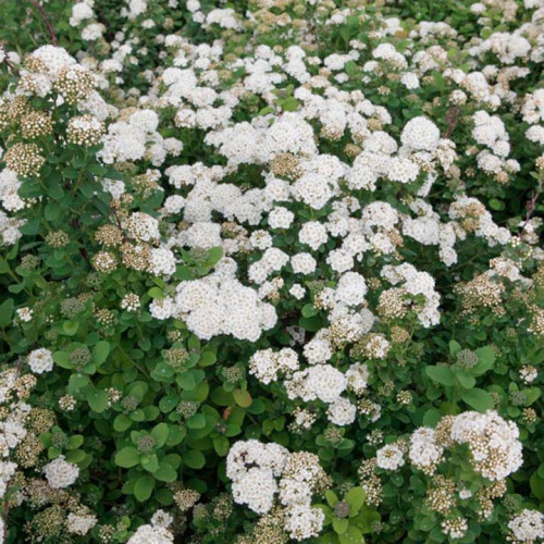 Spirea-Birchleaf-1.jpg