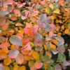 Spirea-Birchleaf-2.jpg